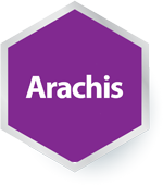 Arachis